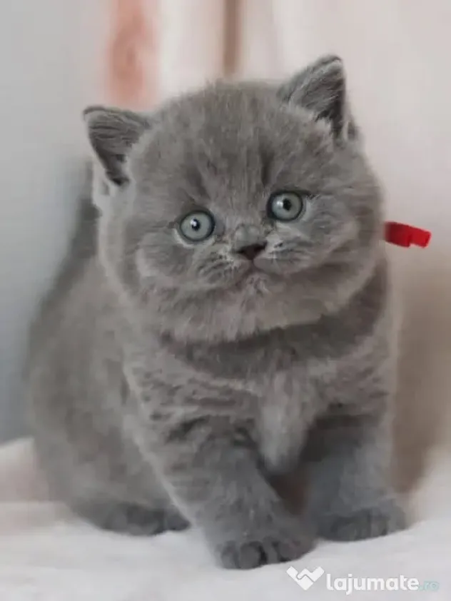 Pisicuțe British Shorthair disponibile
