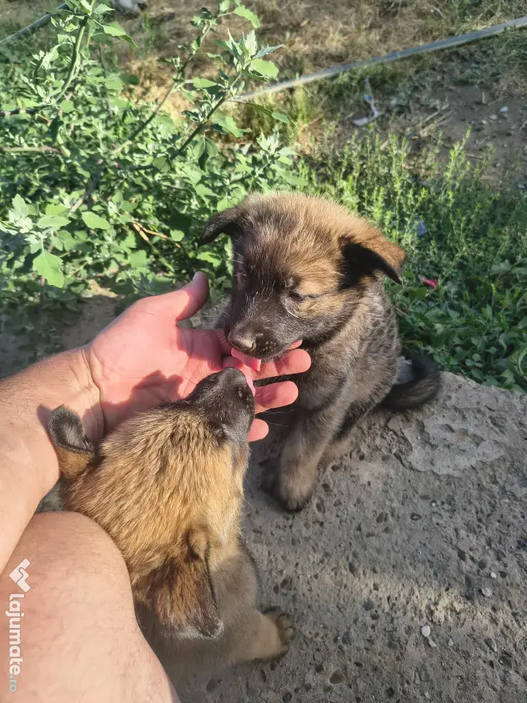 Pui Malinois