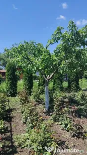 Casă bătrânească în Davideni – curte generoasă de 2. 