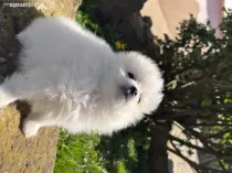 Pomeranian spitz