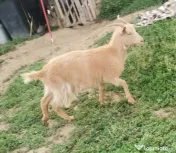 Vând 3 capre și 2 iede! 