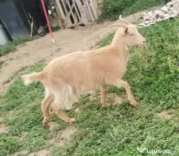 Vând 3 capre și 2 iede! 