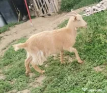 Vând 3 capre și 2 iede!