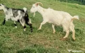 Vând 3 capre și 2 iede! 
