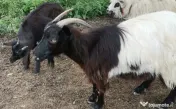 Vând 3 capre și 2 iede! 