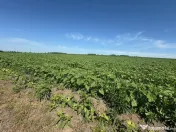 Teren intravilan, 758mp, 39m deschidere, platoul Beldiman! 
