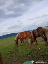Vând mânză de 2 ani!