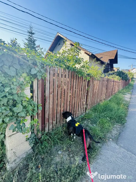 Pet sitter Oradea / Salonta / Sarkad x Ingrijitor Animale x Cazare x Dresaj