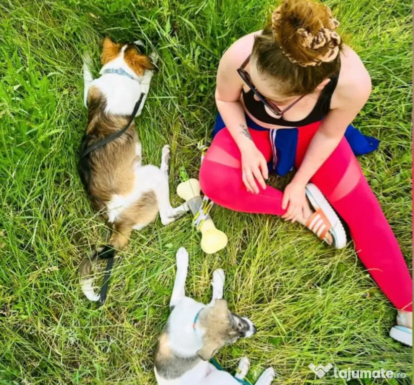 Pet sitter Oradea / Salonta / Sarkad x Ingrijitor Animale x Cazare x Dresaj