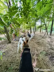 Pet sitter Oradea / Salonta / Sarkad x Ingrijitor Animale x Cazare x Dresaj