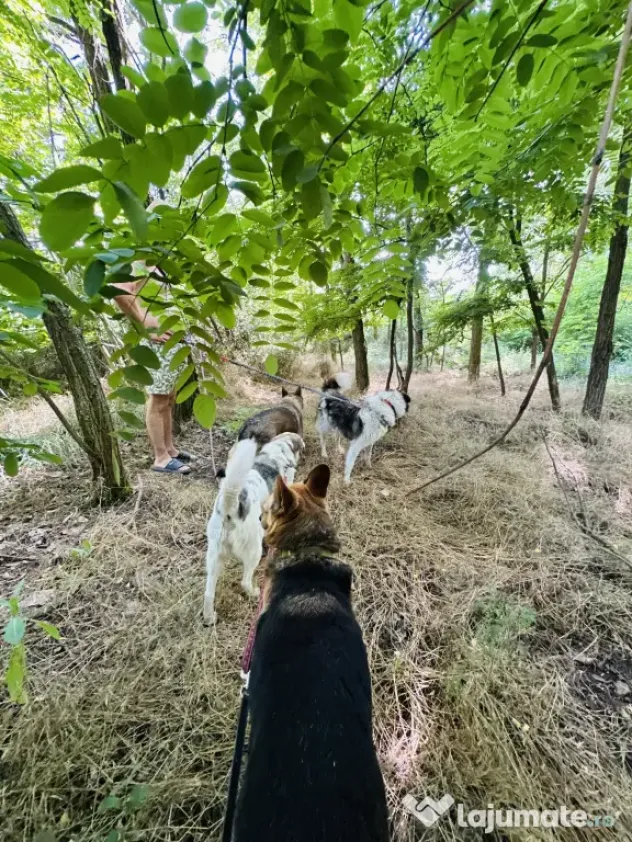 Pet sitter Oradea / Salonta / Sarkad x Ingrijitor Animale x Cazare x Dresaj