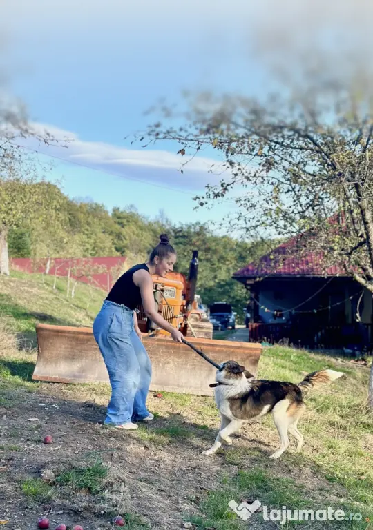 Pet sitter Oradea / Salonta / Sarkad x Ingrijitor Animale x Cazare x Dresaj