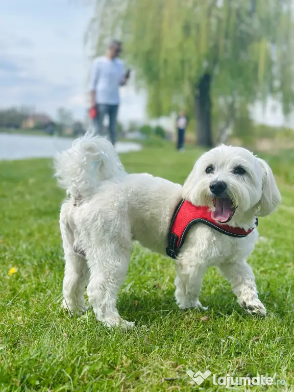 Pet sitter Oradea / Salonta / Sarkad x Ingrijitor Animale x Cazare x Dresaj