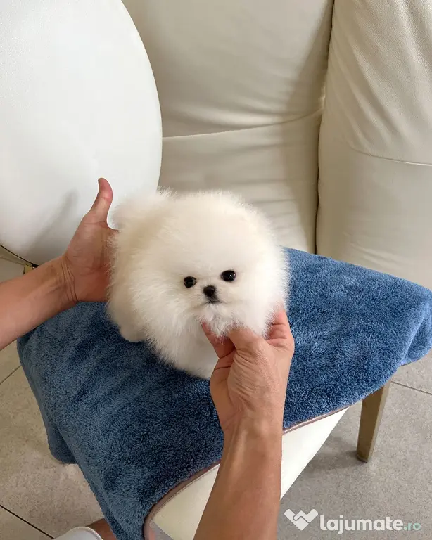 Pomeranian mini puppy talie pana la1500 grame