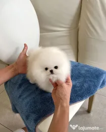 Pomeranian mini puppy talie pana la 1500 grame