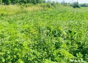 Teren 9.300 mp pentru investiție, Dorohoi, lângă viitoare 