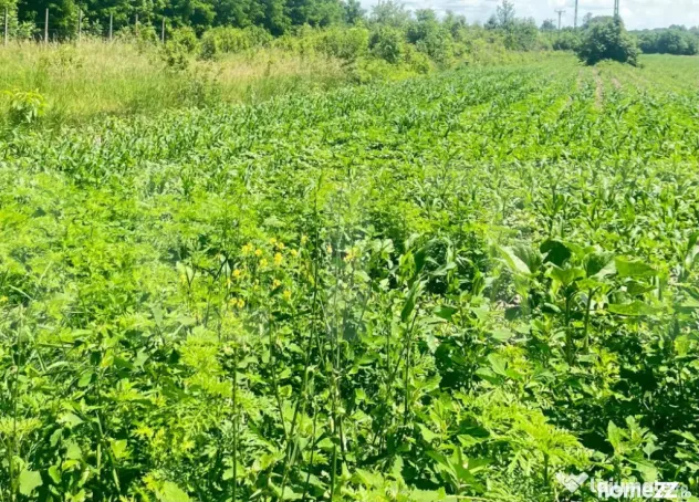 Teren 9.300 mp pentru investiție, Dorohoi, lângă viitoare - Dorohoi (Botosani)