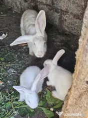 Iepurași
