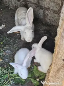Iepurași