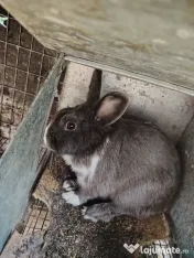 6 Iepuri crescuți natural 