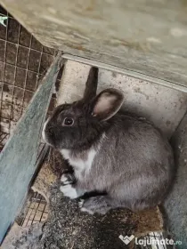 6 Iepuri crescuți natural