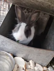 6 Iepuri crescuți natural 