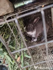6 Iepuri crescuți natural 