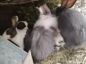 6 Iepuri crescuți natural 