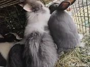 6 Iepuri crescuți natural 