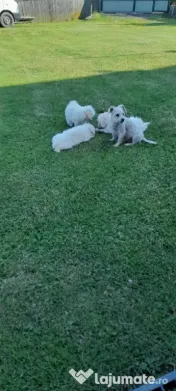 Disponibili bichoni maltez adoptie