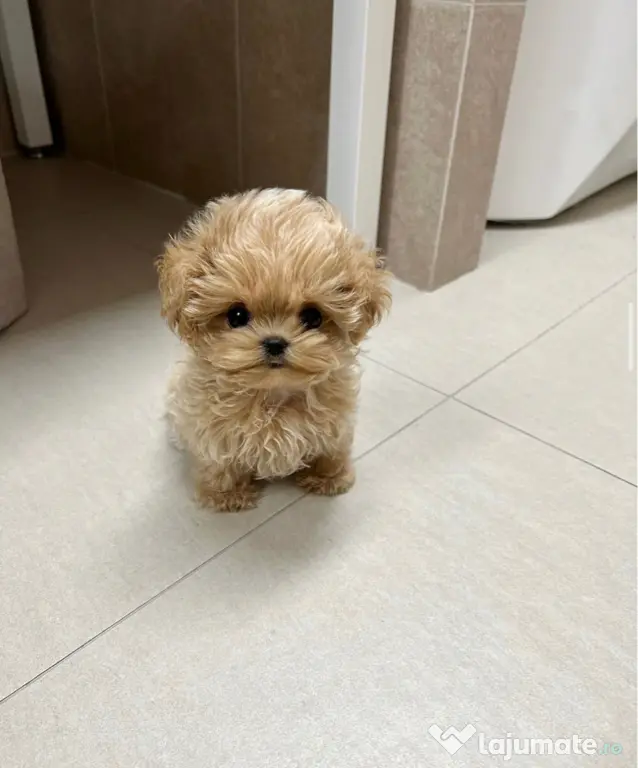 Maltipoo Tea Cup Exemplare in miniatura