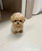 Maltipoo Tea Cup Exemplare in miniatura
