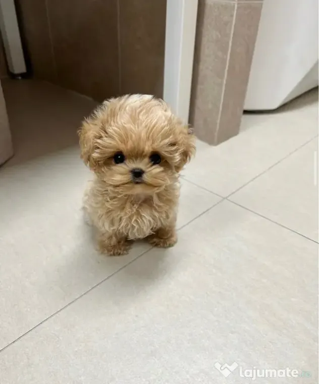 Maltipoo Tea Cup Exemplare in miniatura