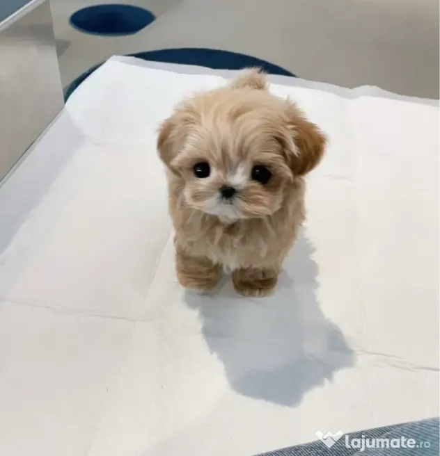Maltipoo Tea Cup Exemplare in miniatura