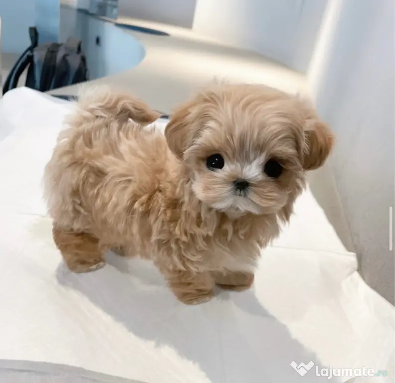 Maltipoo Tea Cup Exemplare in miniatura