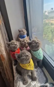 Pui british shorthair blue rasa pura - M