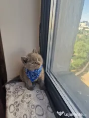 Pui british shorthair blue rasa pura - M 