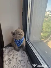 Pui british shorthair blue rasa pura - M 