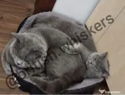 Pui british shorthair blue rasa pura - M 