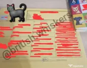 Pui british shorthair blue rasa pura - M 