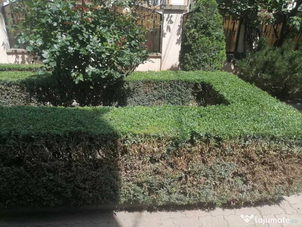 servicii profesionale de curatenie