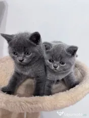 Pisici British Shorthair 