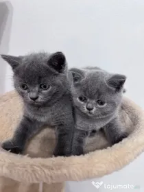 Pisici British Shorthair