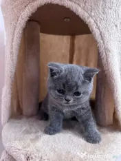 Pisici British Shorthair 