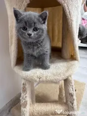 Pisici British Shorthair 