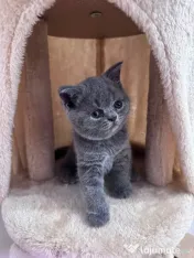 Pisici British Shorthair 