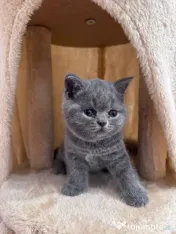 Pisici British Shorthair 