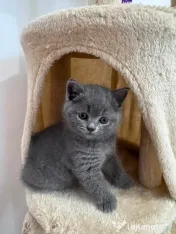 Pisici British Shorthair 