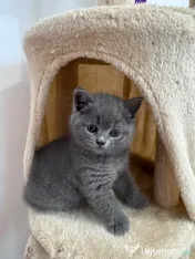 Pisici British Shorthair 