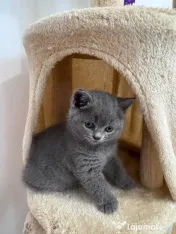 Pisici British Shorthair 